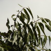 Corymbia maculata (Hook.) K.D.Hill & L.A.S.Johnson